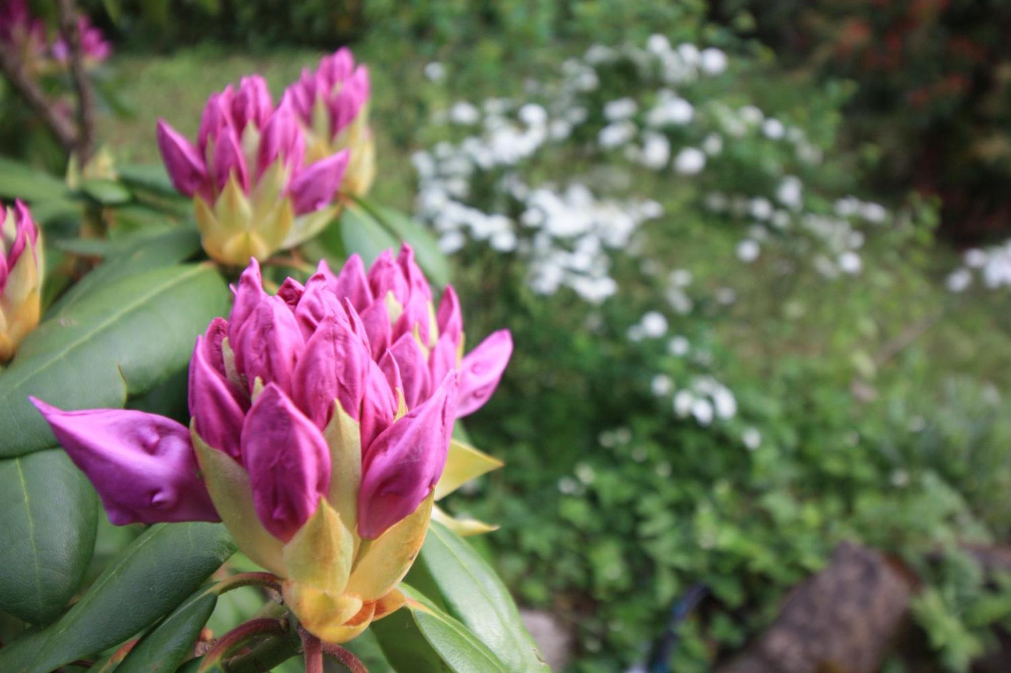 Un Jardin Secret Bed and Breakfast Yzeron Buitenkant foto