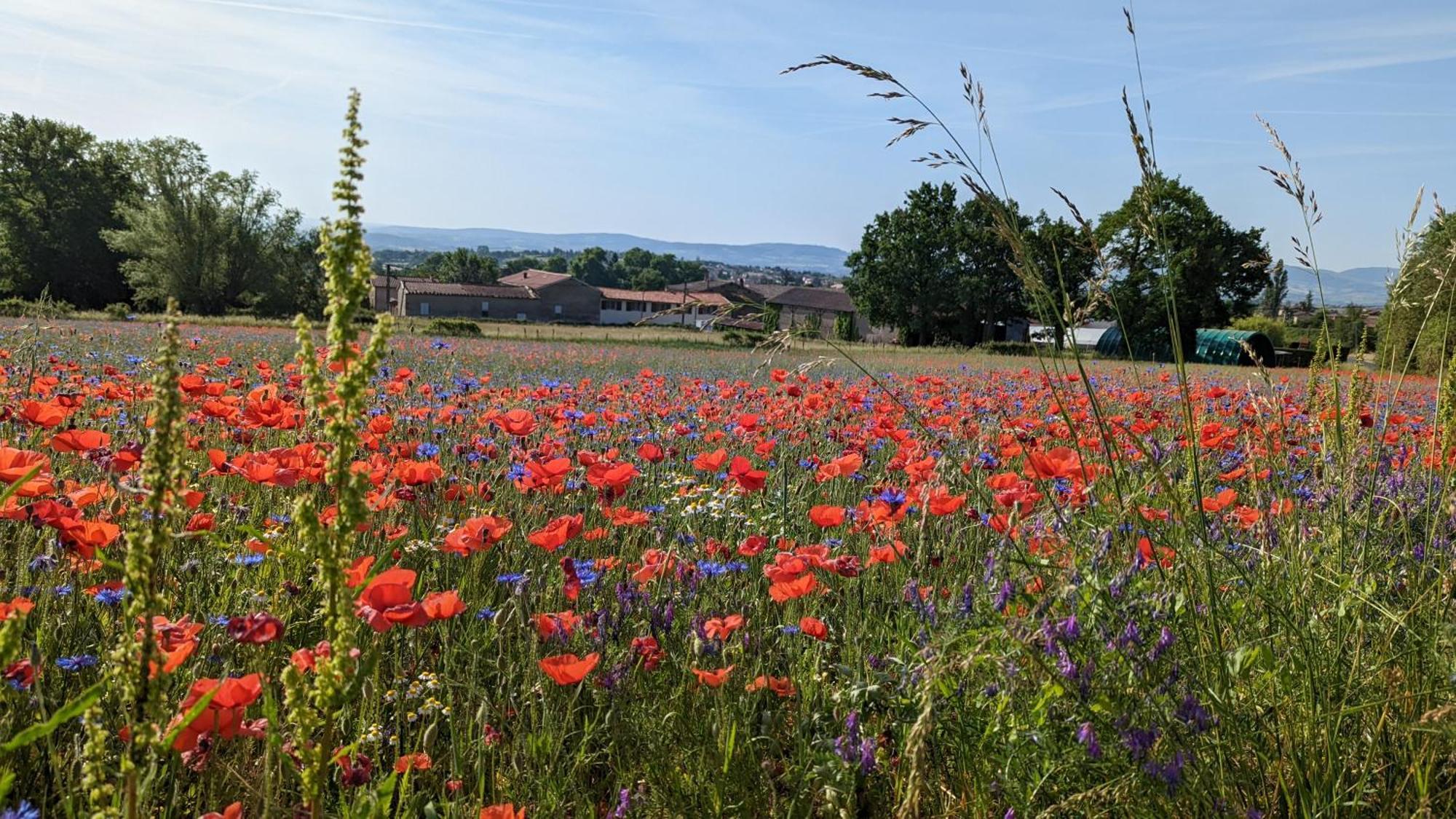 Un Jardin Secret Bed and Breakfast Yzeron Buitenkant foto