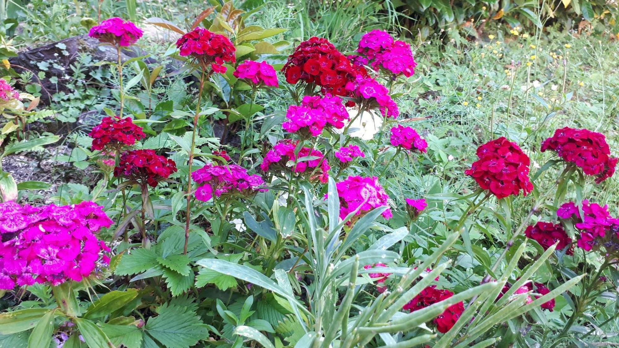 Un Jardin Secret Bed and Breakfast Yzeron Buitenkant foto