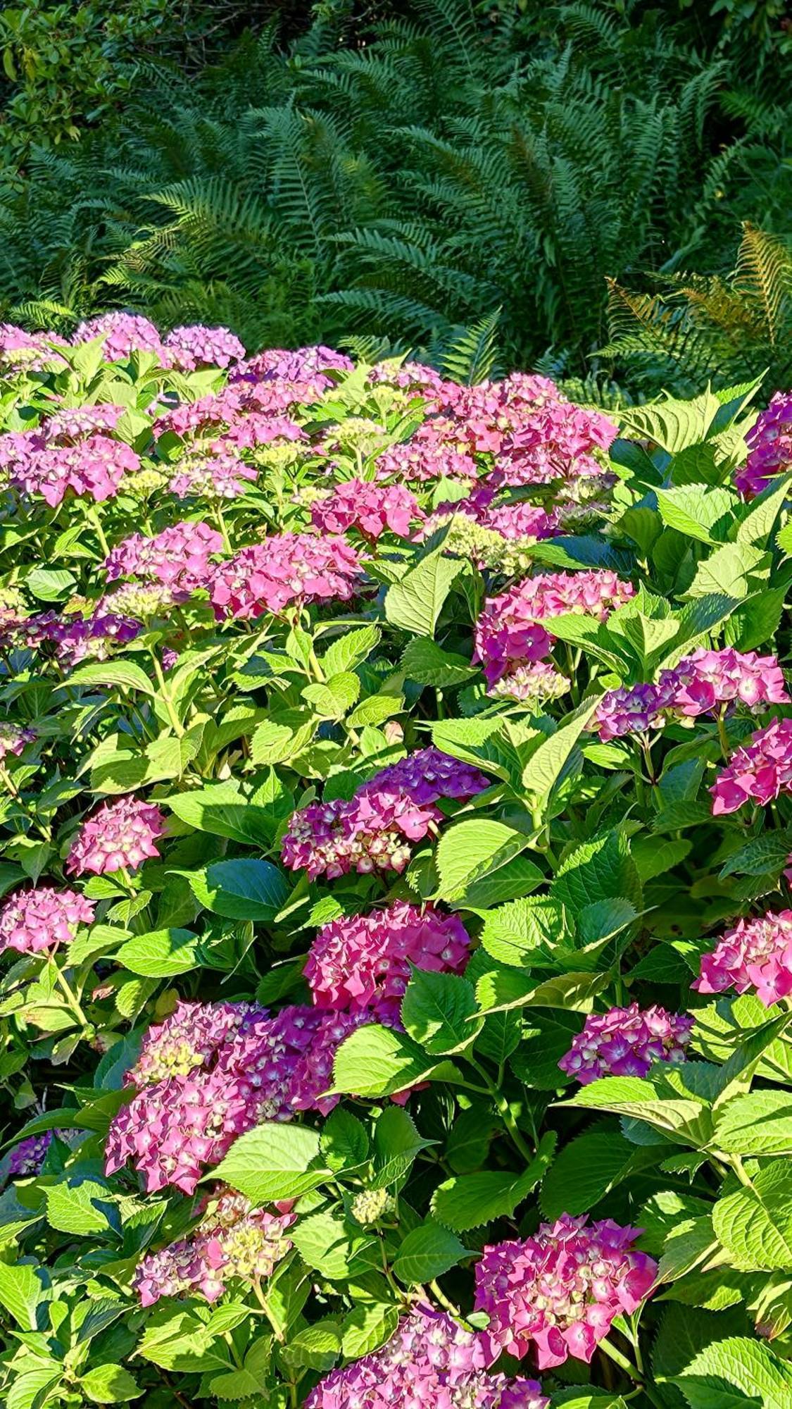 Un Jardin Secret Bed and Breakfast Yzeron Buitenkant foto