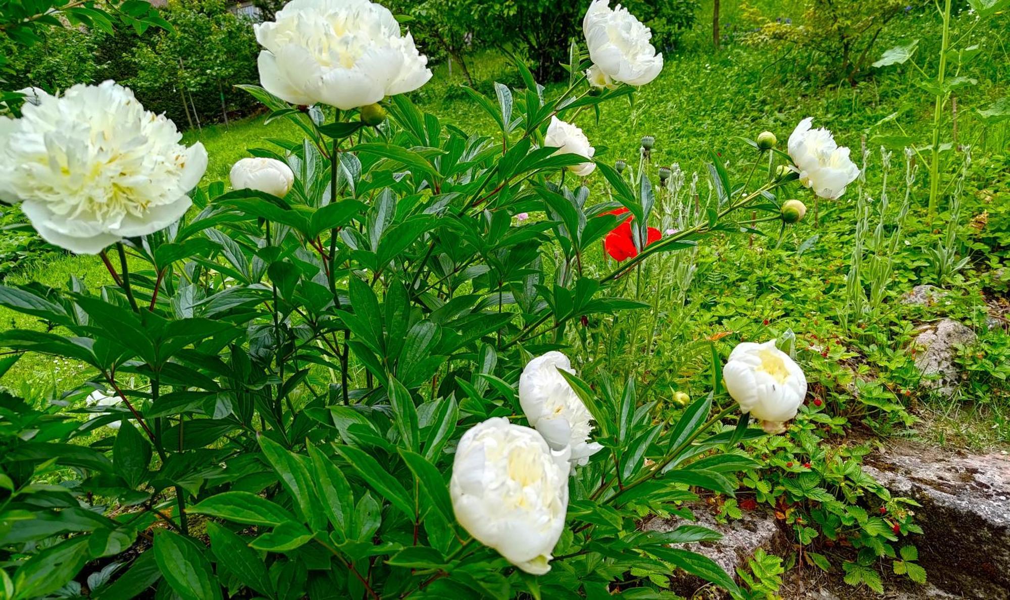 Un Jardin Secret Bed and Breakfast Yzeron Buitenkant foto