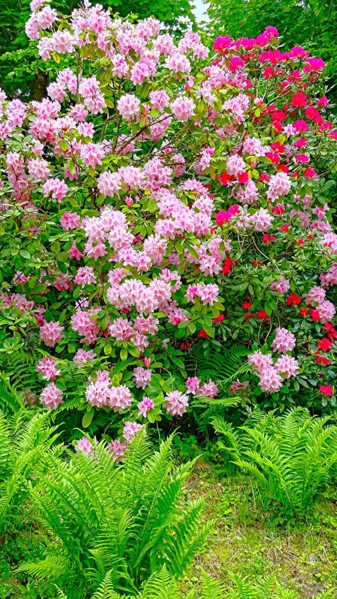 Un Jardin Secret Bed and Breakfast Yzeron Buitenkant foto